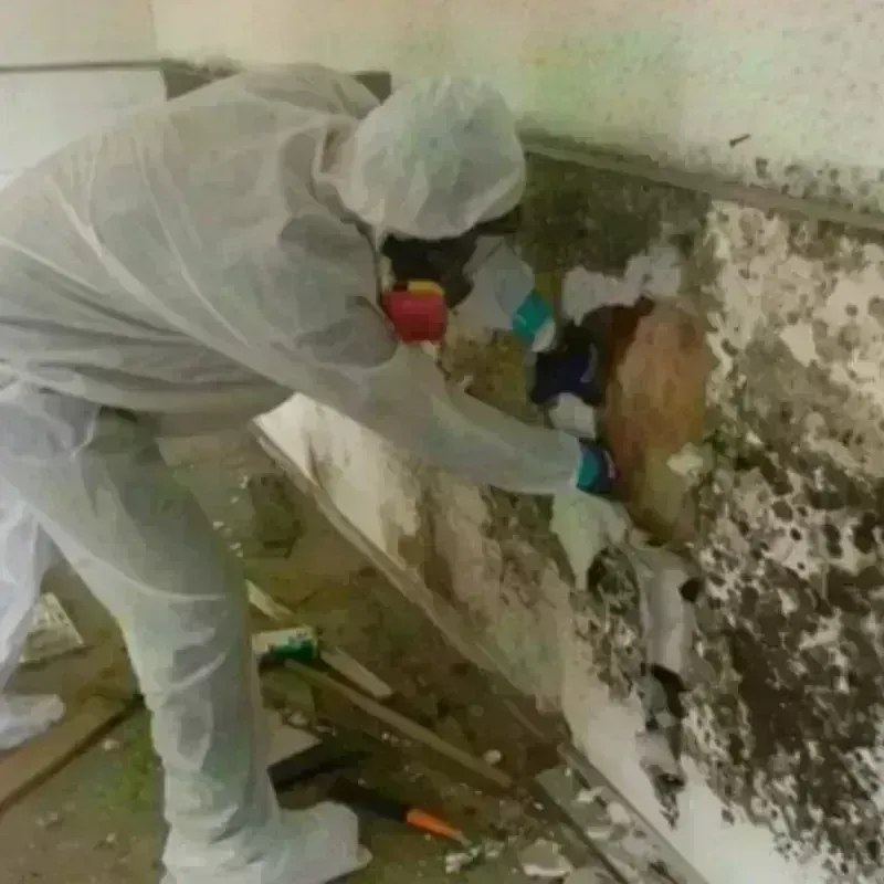 Mold Remediation and Removal in Suncook, NH